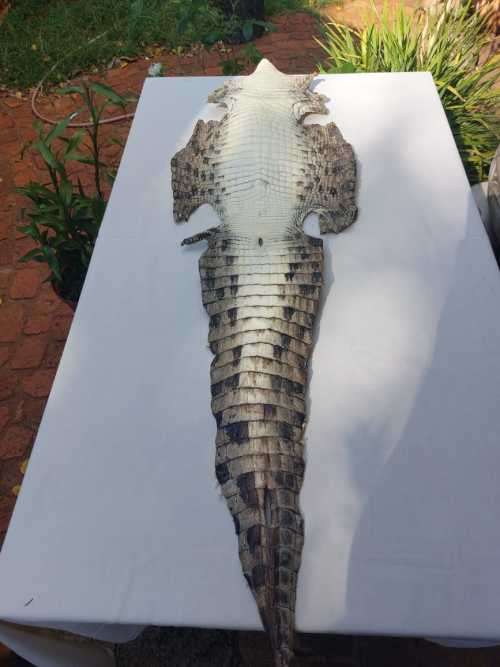 Price of raw crocodile skin clearance